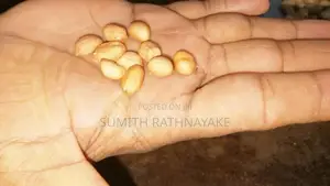 රට කජු බීජ
