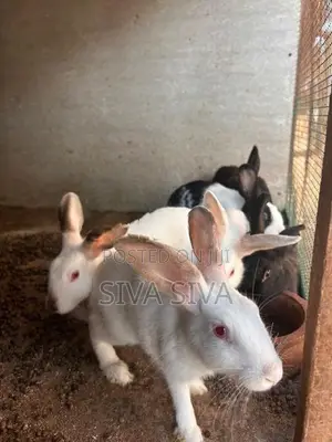 Rabbit