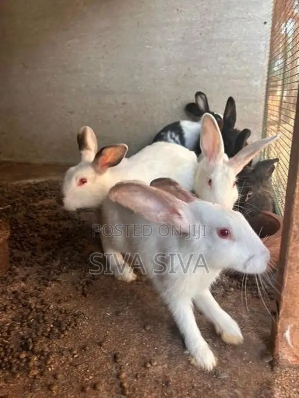 Rabbit