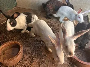 Rabbit