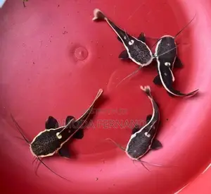 Baby Redtail Catfish