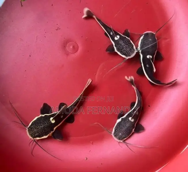 Baby Redtail Catfish