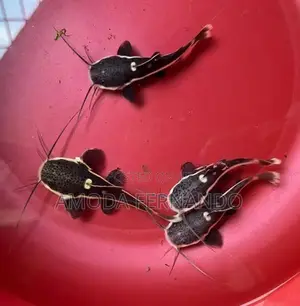Baby Redtail Catfish