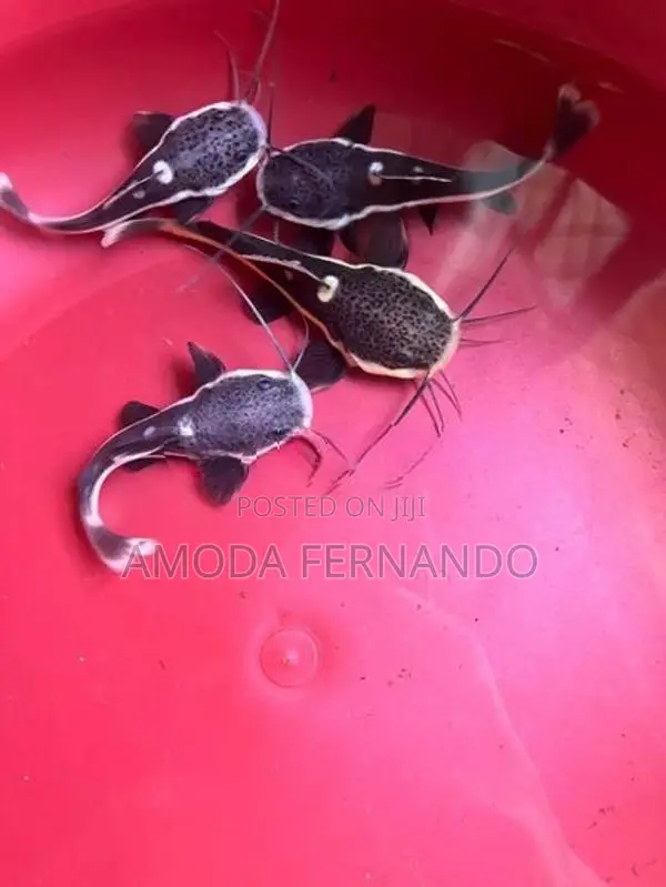 Baby Redtail Catfish