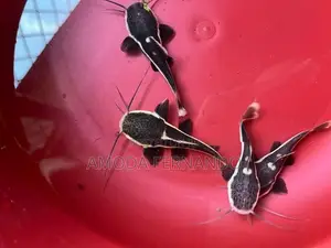 Baby Redtail Catfish