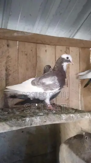 Timing Pigeon