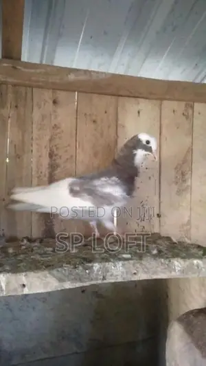 Timing Pigeon