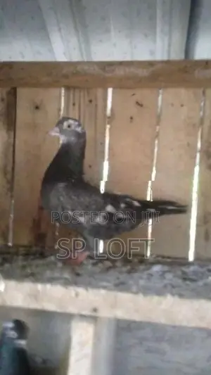 Timing Pigeon