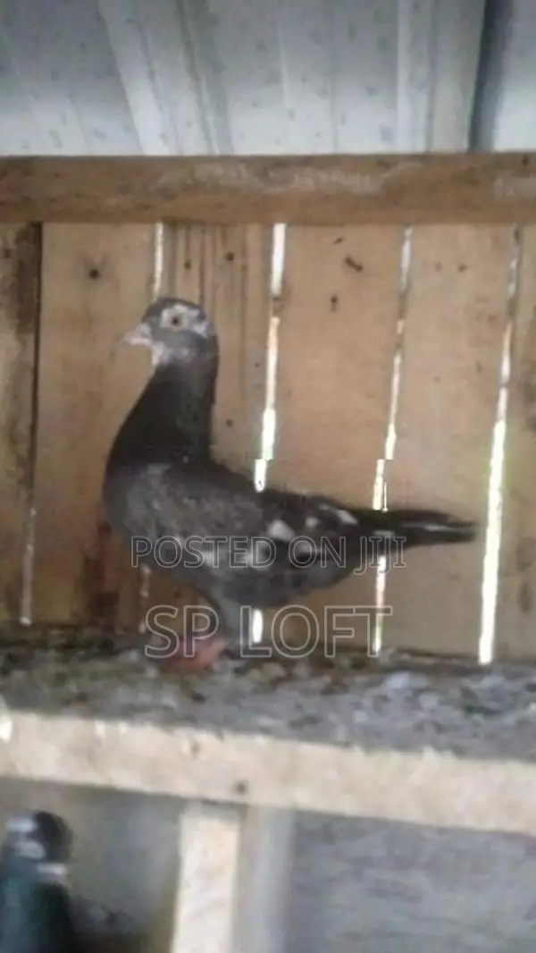 Timing Pigeon