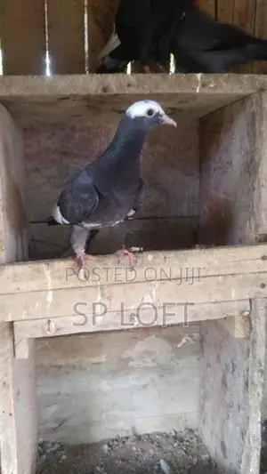 Timing Pigeon