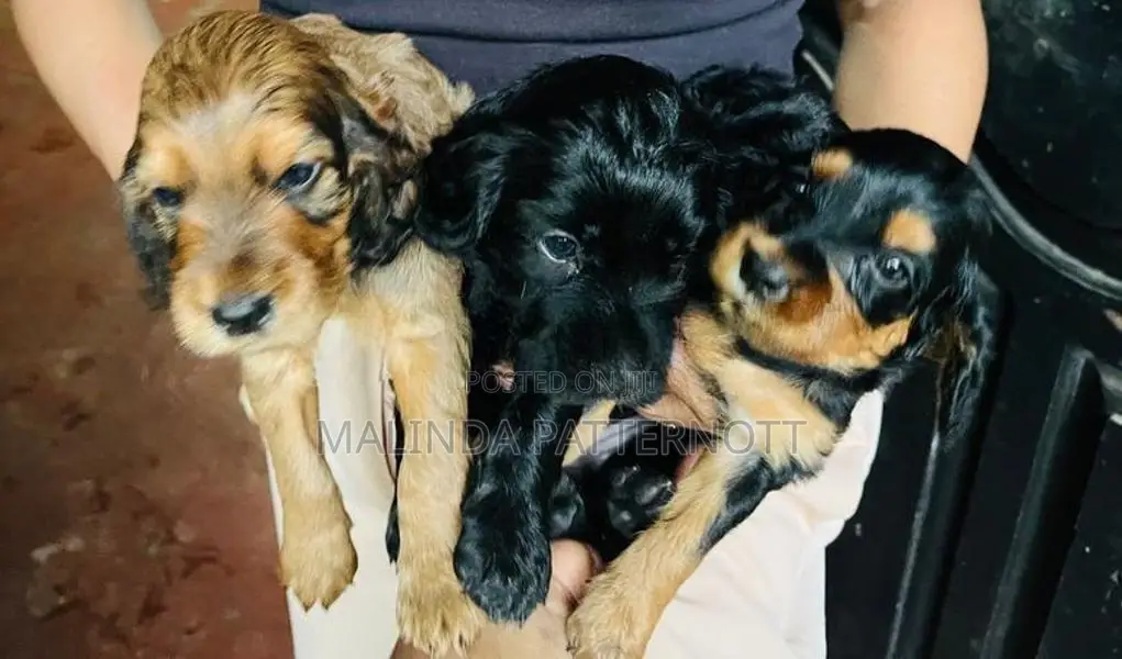 Cocker Spaniel Puppies