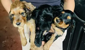 Cocker Spaniel Puppies