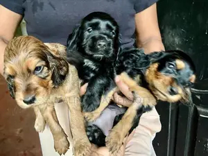 Cocker Spaniel Puppies