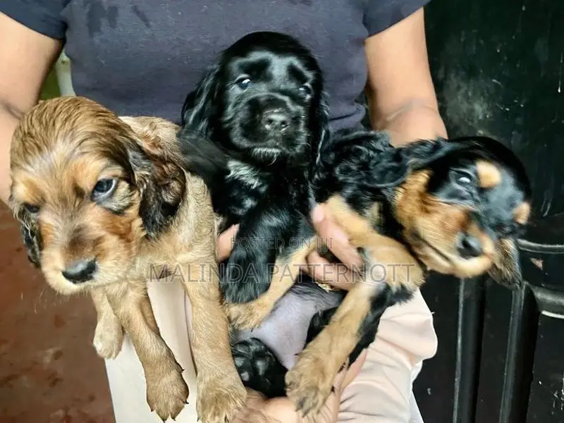 Cocker Spaniel Puppies