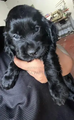 Cocker Spaniel Puppies