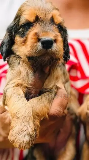 Cocker Spaniel Puppies
