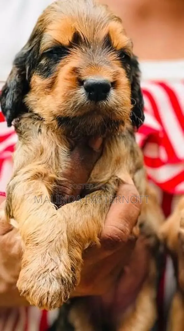Cocker Spaniel Puppies