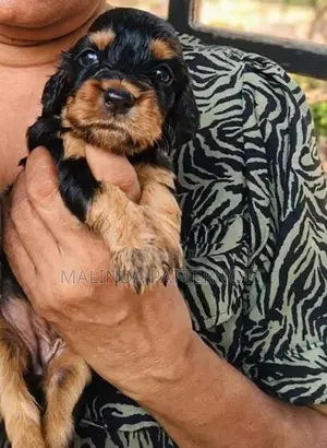 Cocker Spaniel Puppies