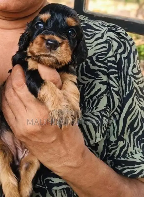 Cocker Spaniel Puppies