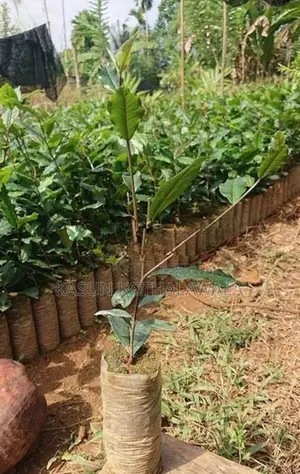 Tri 2043 Tea Plants Ror Sale.