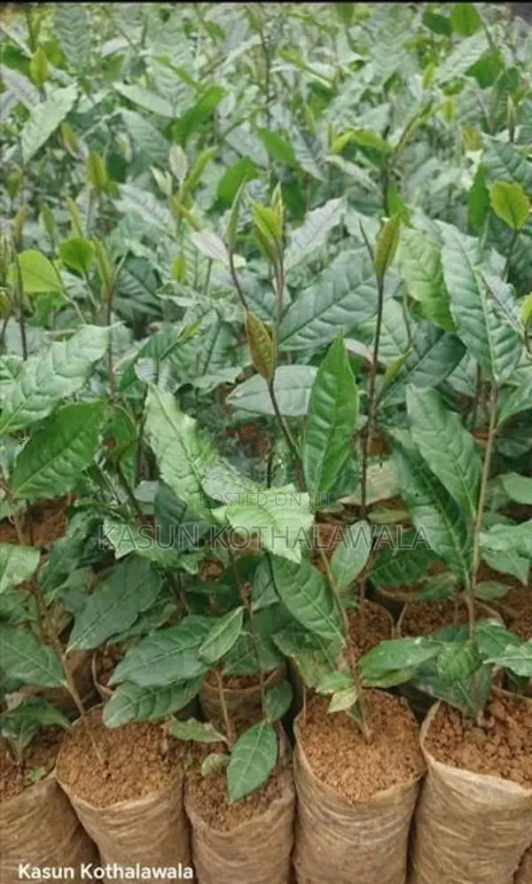 Tri 2043 Tea Plants Ror Sale.