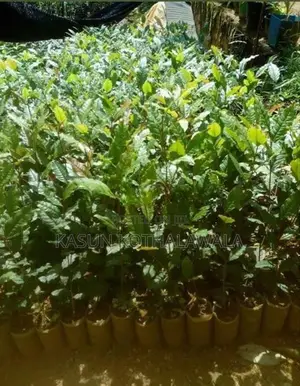 Tri 2043 Tea Plants Ror Sale.