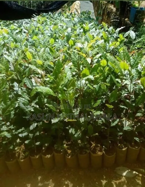 Tri 2043 Tea Plants Ror Sale.