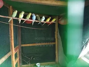 Love Bird