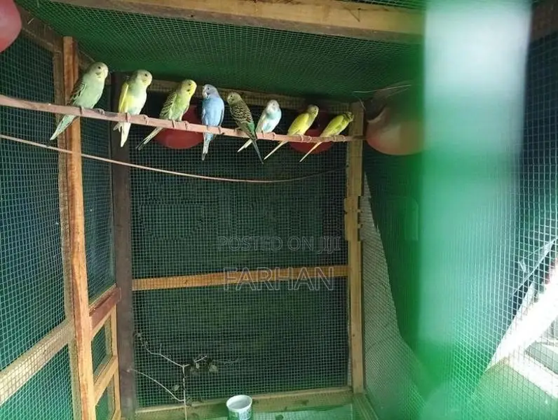 Love Bird