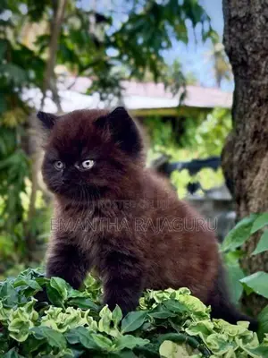 Beautiful Persian Kittens