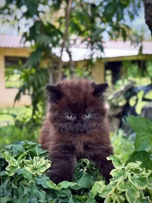 Beautiful Persian Kittens