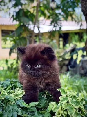 Beautiful Persian Kittens