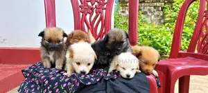 Lion Pomeranian நாய்க்குட்டிகள்
