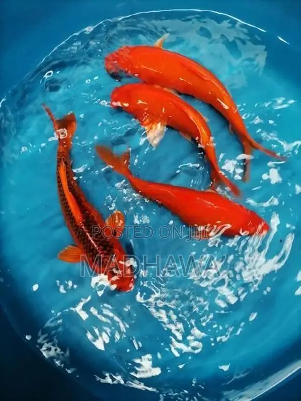 Koi Carp