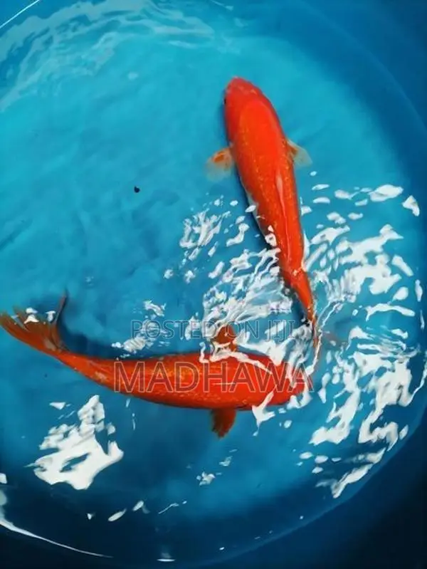 Koi Carp