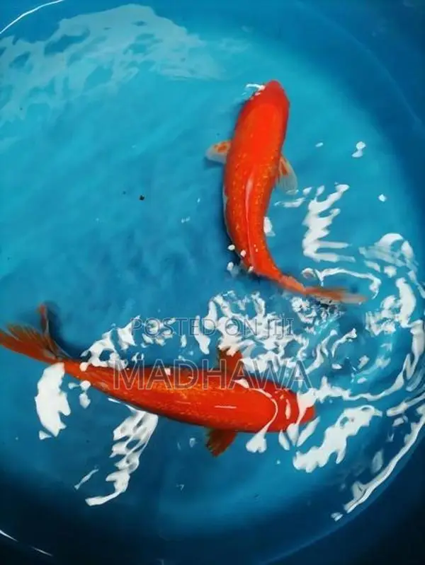 Koi Carp