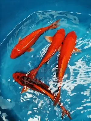 Koi Carp