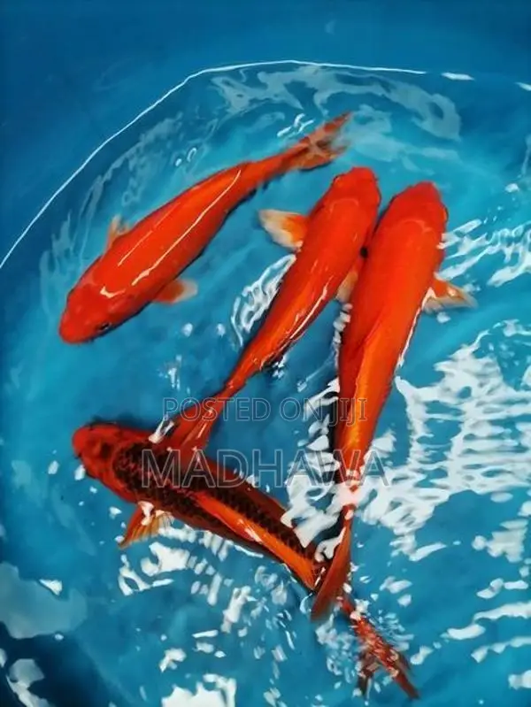 Koi Carp