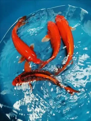 Koi Carp