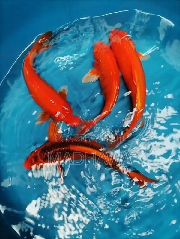 Koi Carp