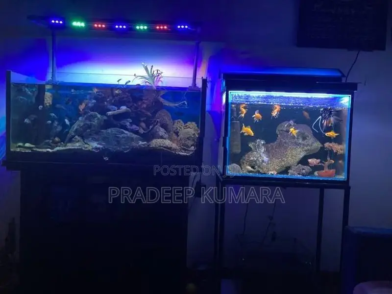 Fish Tank