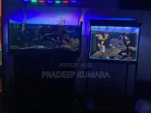 Fish Tank
