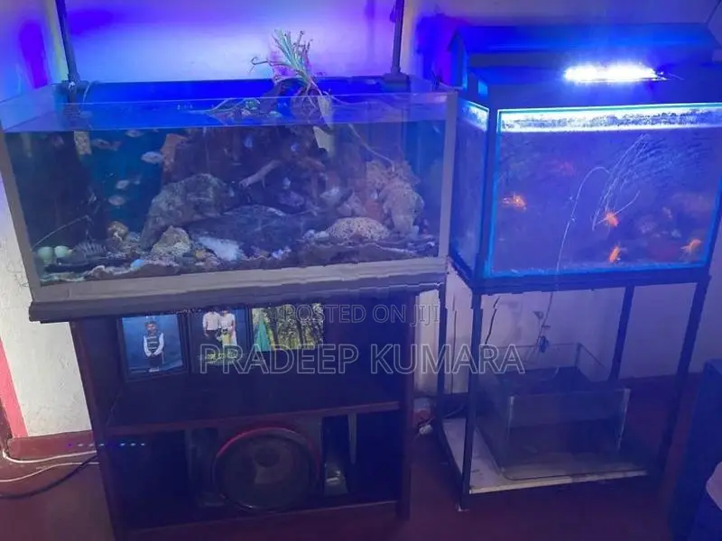 Fish Tank