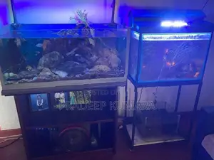 Fish Tank