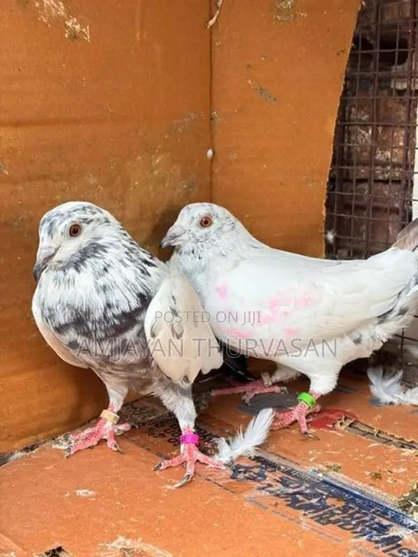 Pigeon