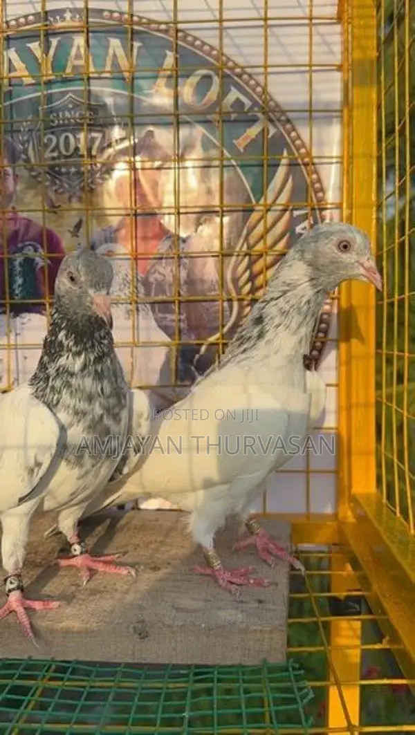 Pigeon