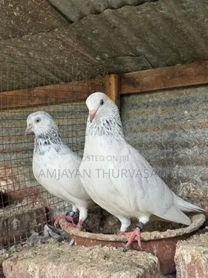 Pigeon