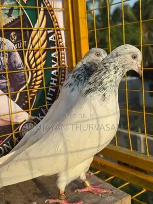 Pigeon