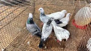 Pigeon