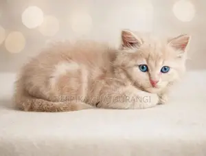 Persian Kitten